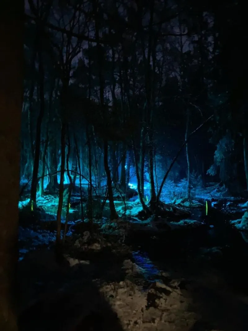 The Swamp — Input Output